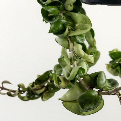 Hoya 'Hindu Rope'