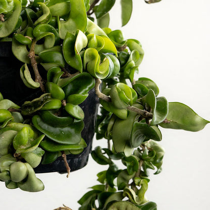 Hoya 'Hindu Rope'