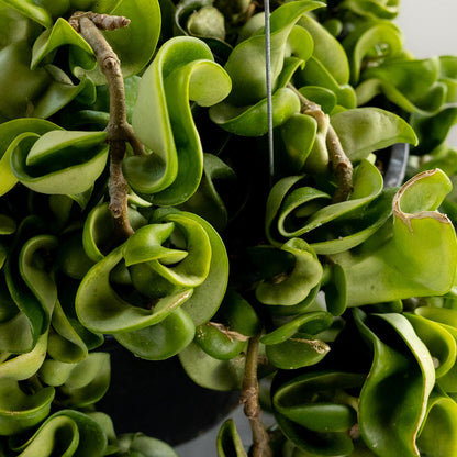 Hoya 'Hindu Rope'