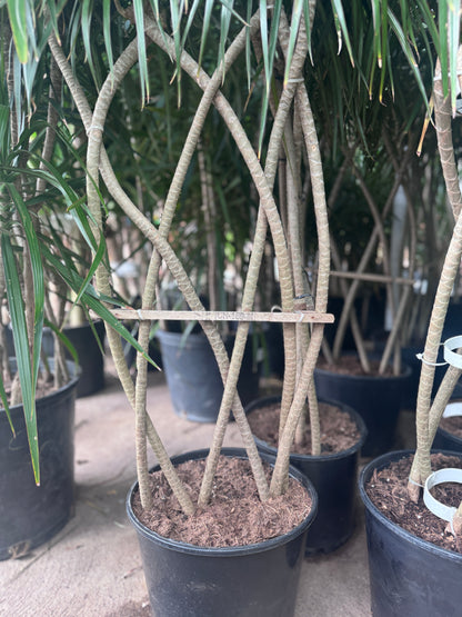 Dracaena Marginata
