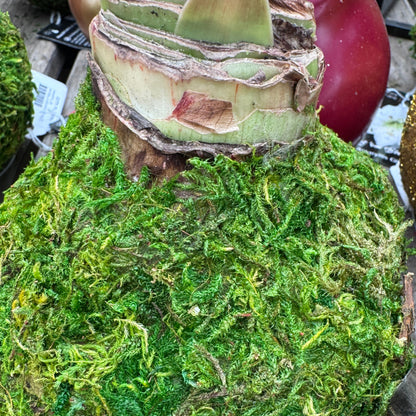 Wax Amaryllis Bulb in Glitter Gift