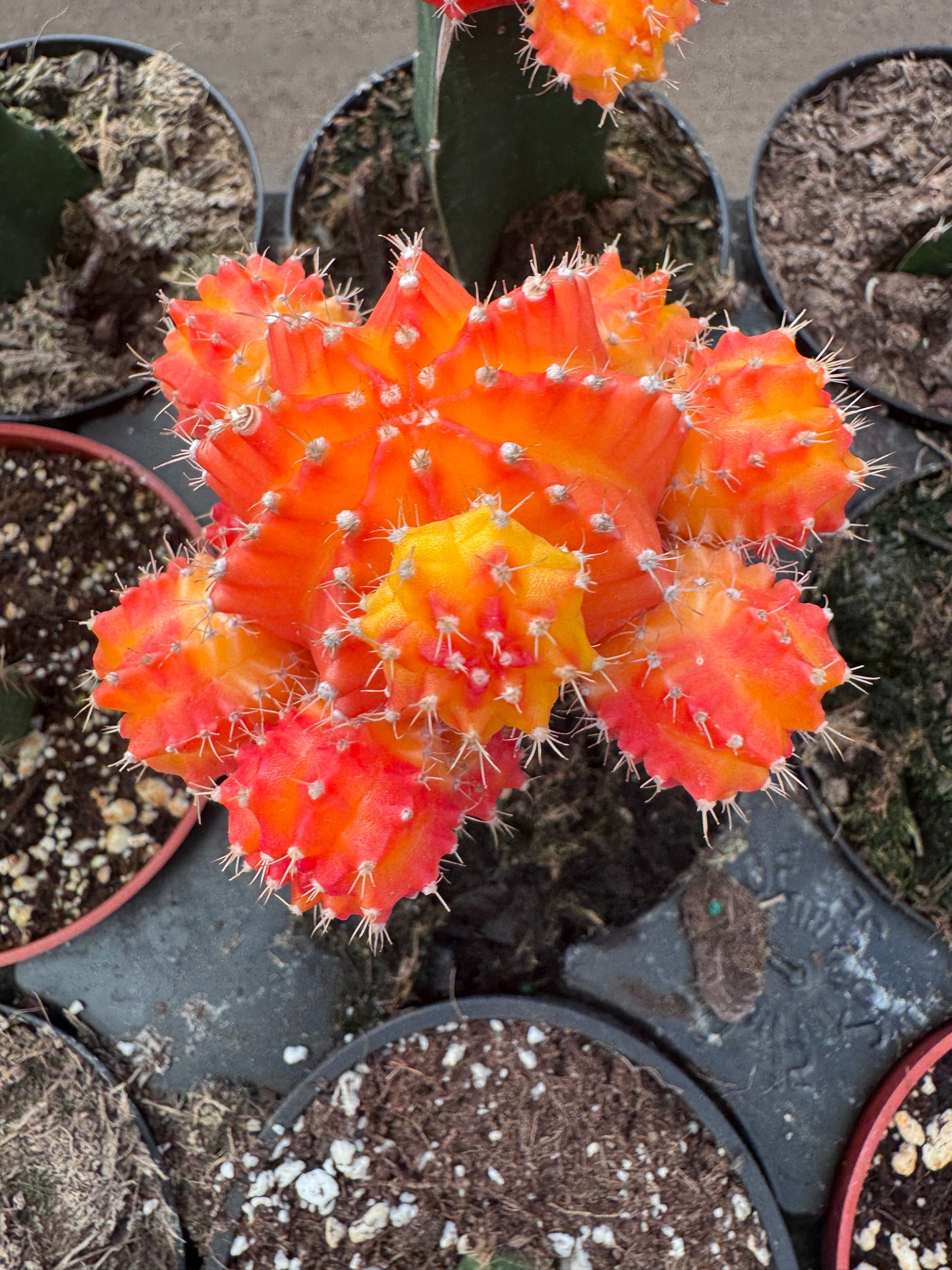 Grafted Moon Cactus