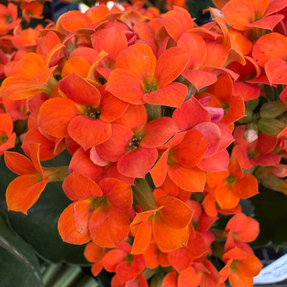 Kalanchoe, Blooming
