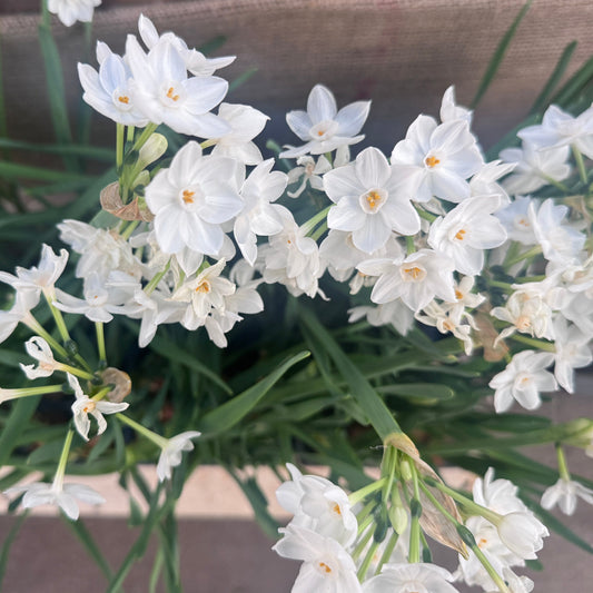 Grow Your own Paperwhites - Pack of 12 Bulbs