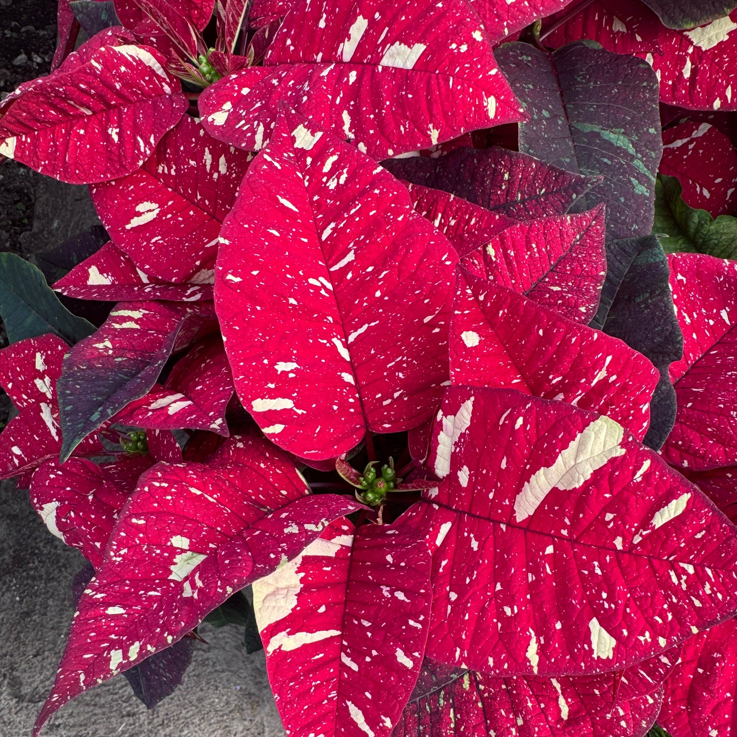 Close-up of a glittered red and white poinsettia plant.