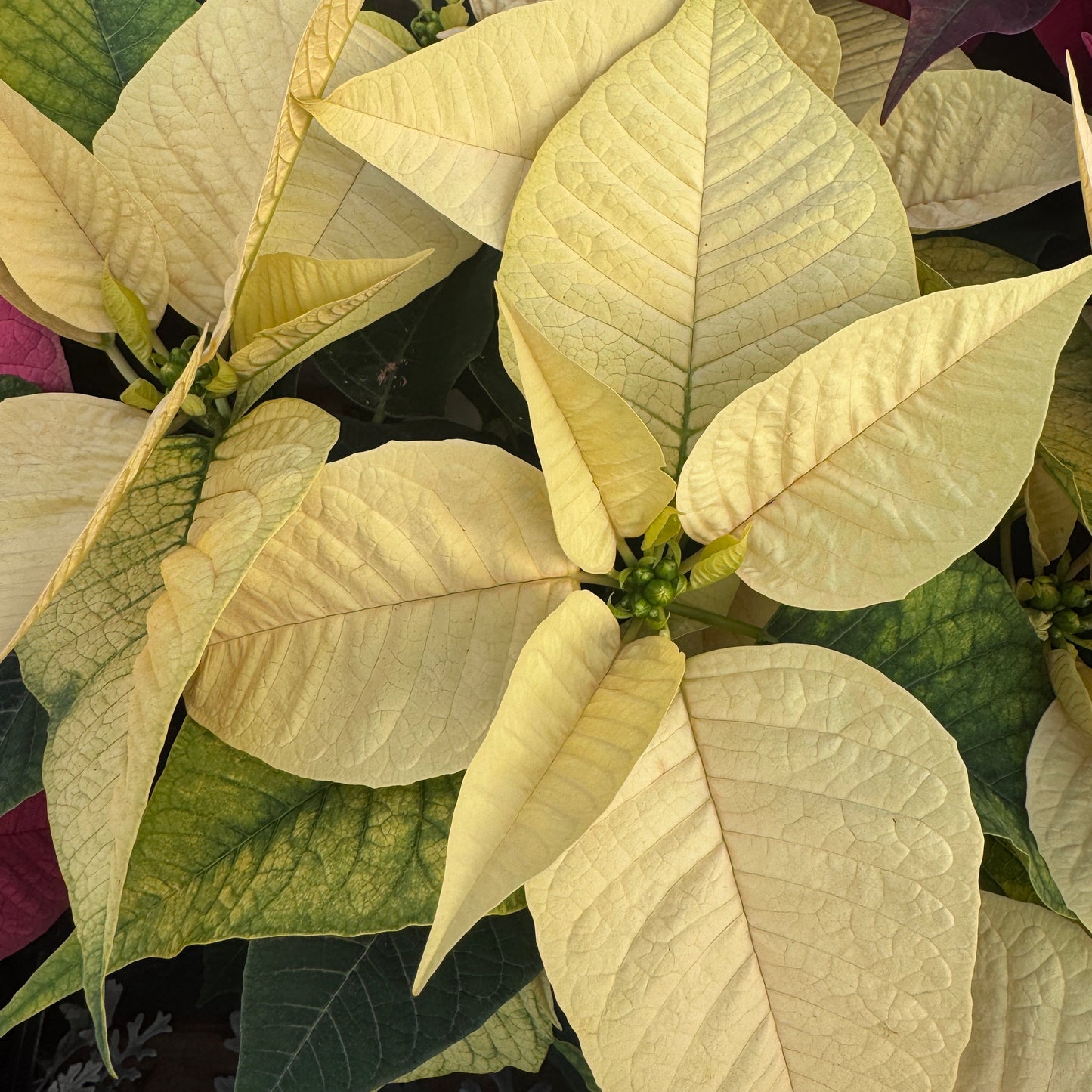 Fresh Poinsettias: Red, Pink, Marble, and Glitter too!