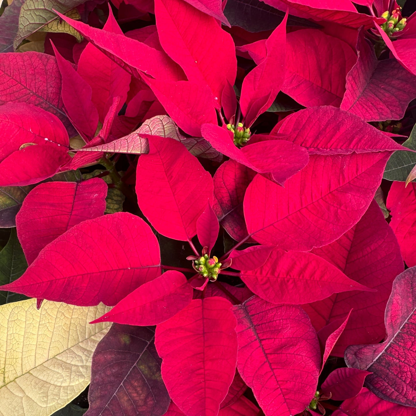 Fresh Poinsettias: Red, Pink, Marble, and Glitter too!