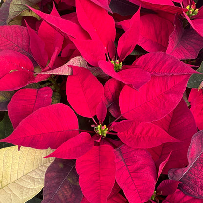 Fresh Poinsettias: Red, Pink, Marble, and Glitter too!