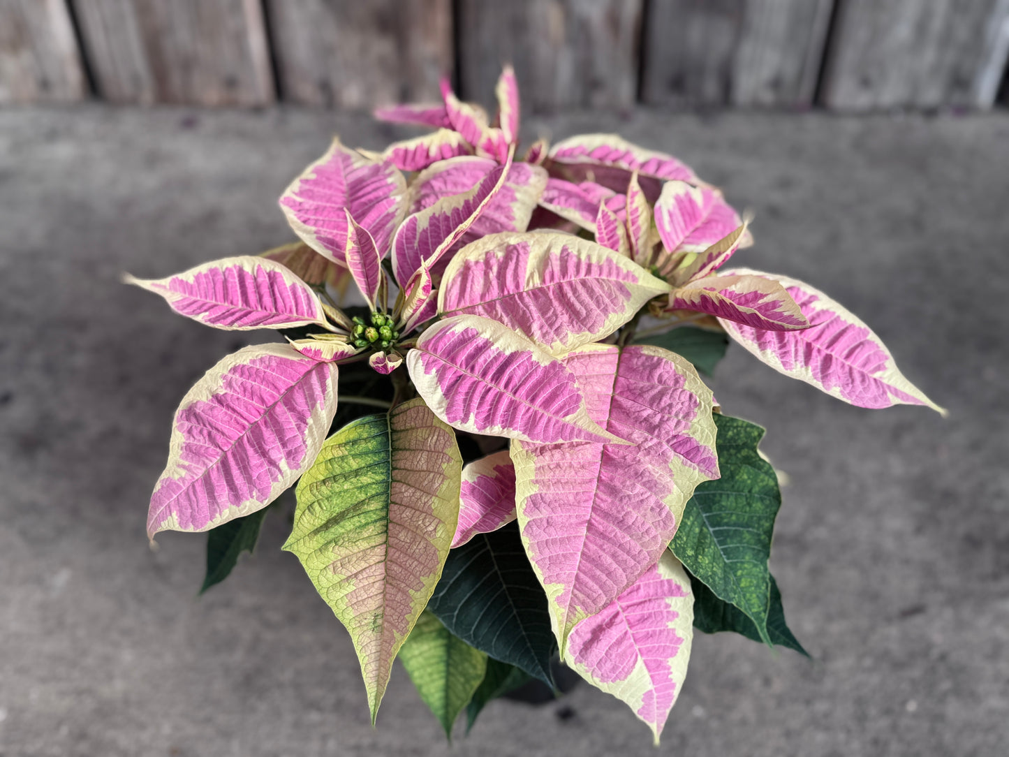 Fresh Poinsettias: Red, Pink, Marble, and Glitter too!