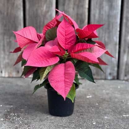 Fresh Poinsettias: Red, Pink, Marble, and Glitter too!