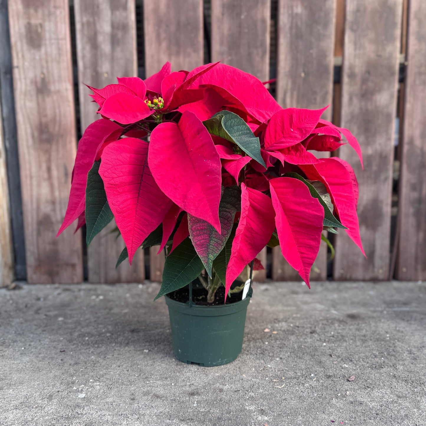 Fresh Poinsettias: Red, Pink, Marble, and Glitter too!