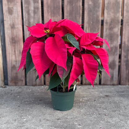 Fresh Poinsettias: Red, Pink, Marble, and Glitter too!