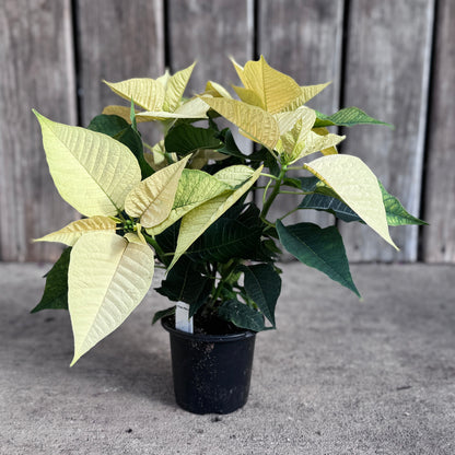 Fresh Poinsettias: Red, Pink, Marble, and Glitter too!