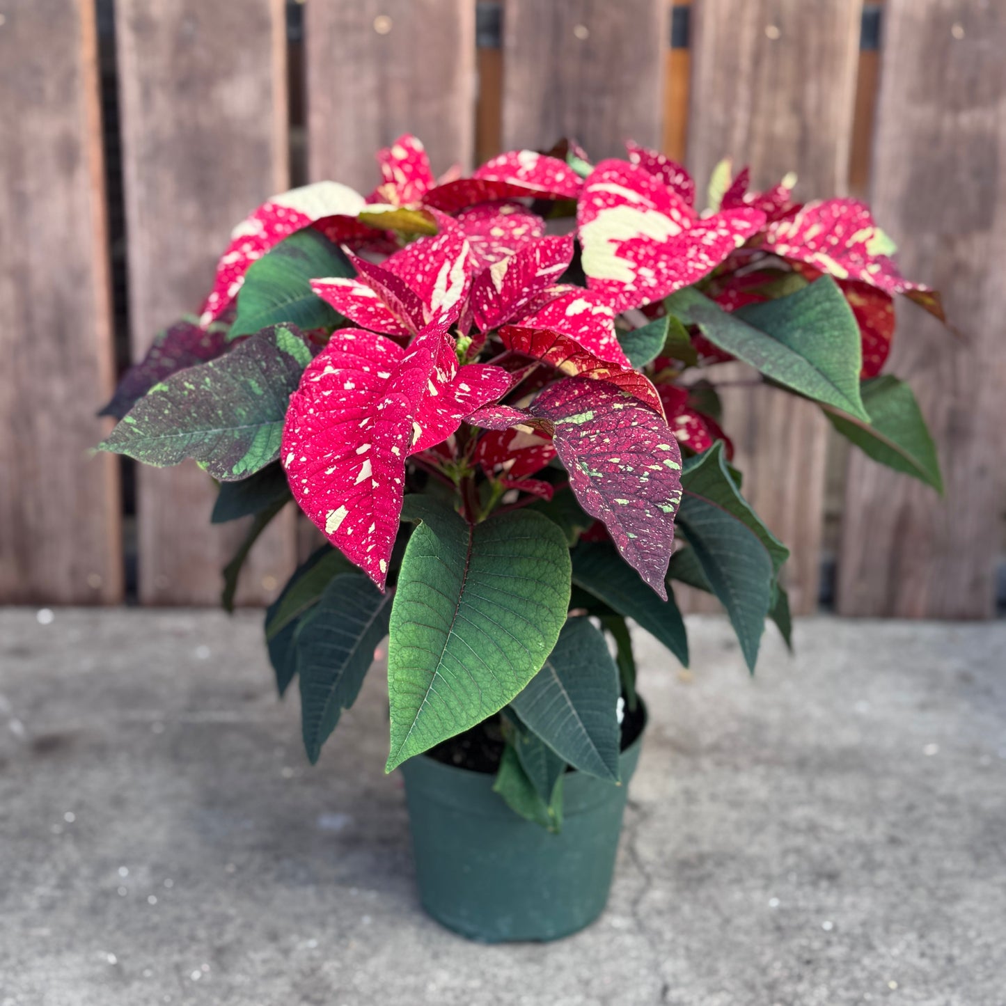 Fresh Poinsettias: Red, Pink, Marble, and Glitter too!