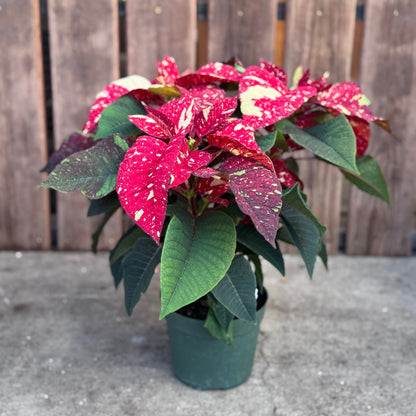 Fresh Poinsettias: Red, Pink, Marble, and Glitter too!