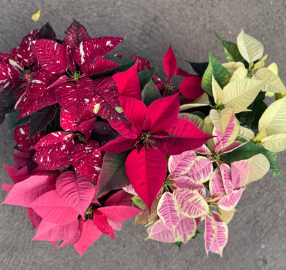 Holiday Centerpiece: Fresh Poinsettias