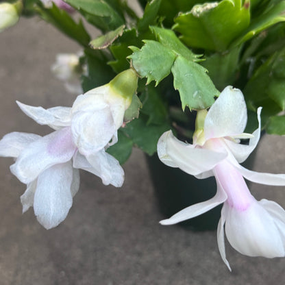 Christmas Cactus