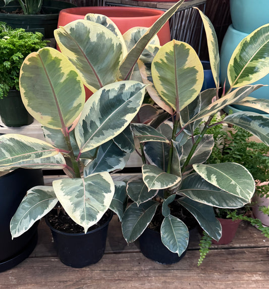 Ficus Elastica 'Tineke'