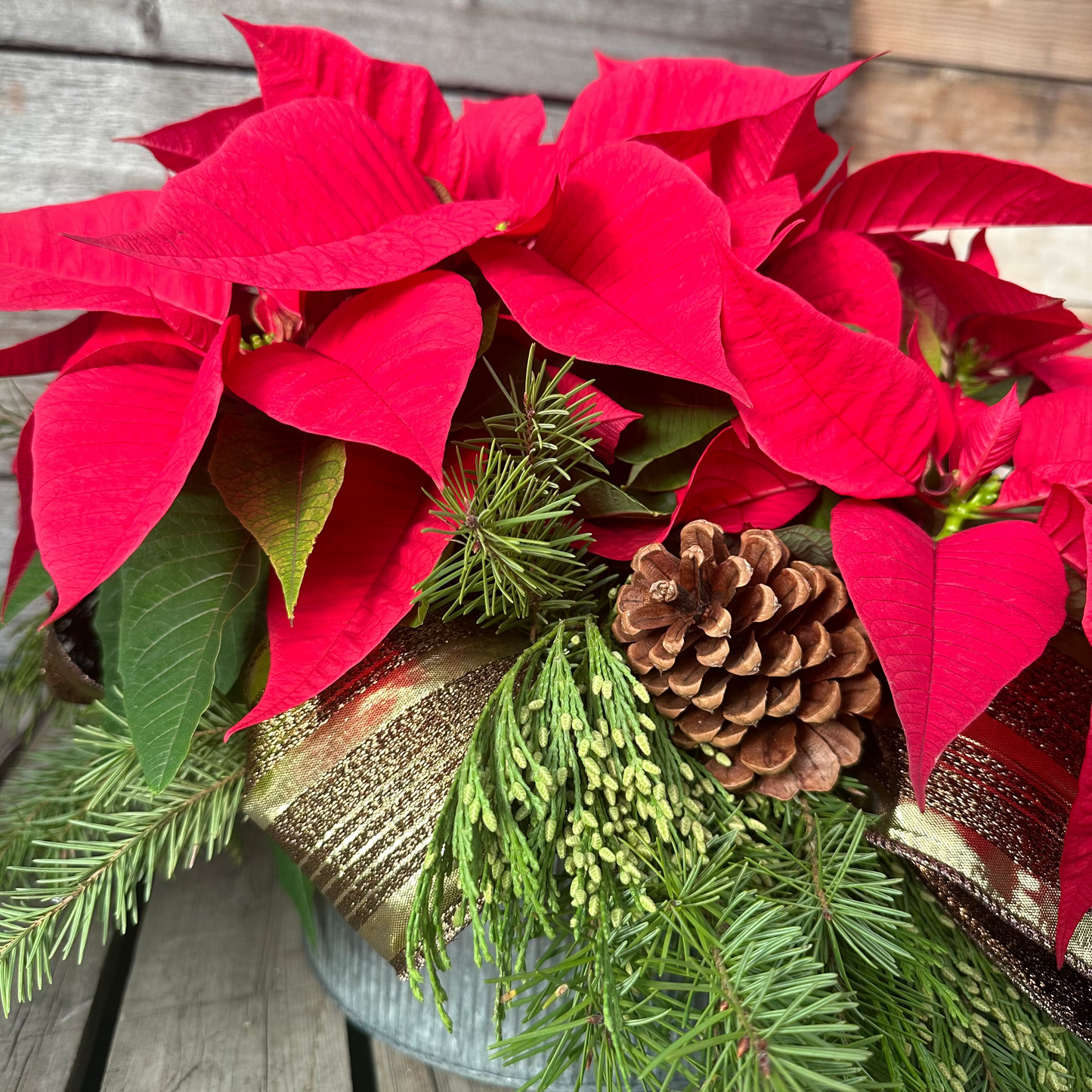 Holiday Centerpiece: Fresh Poinsettias