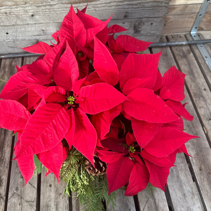 Holiday Centerpiece: Fresh Poinsettias