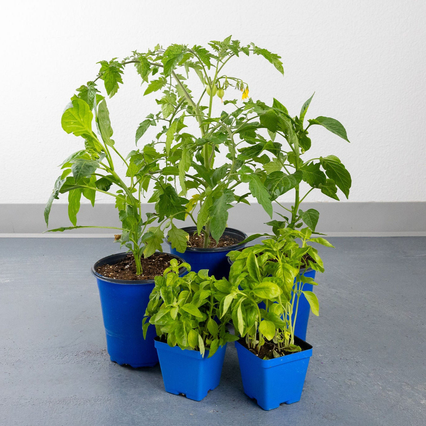 DIY - Italian Garden Bundle