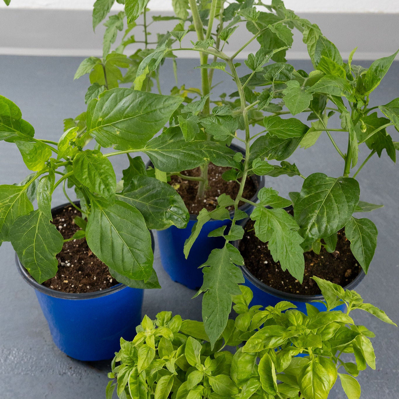 DIY - Italian Garden Bundle