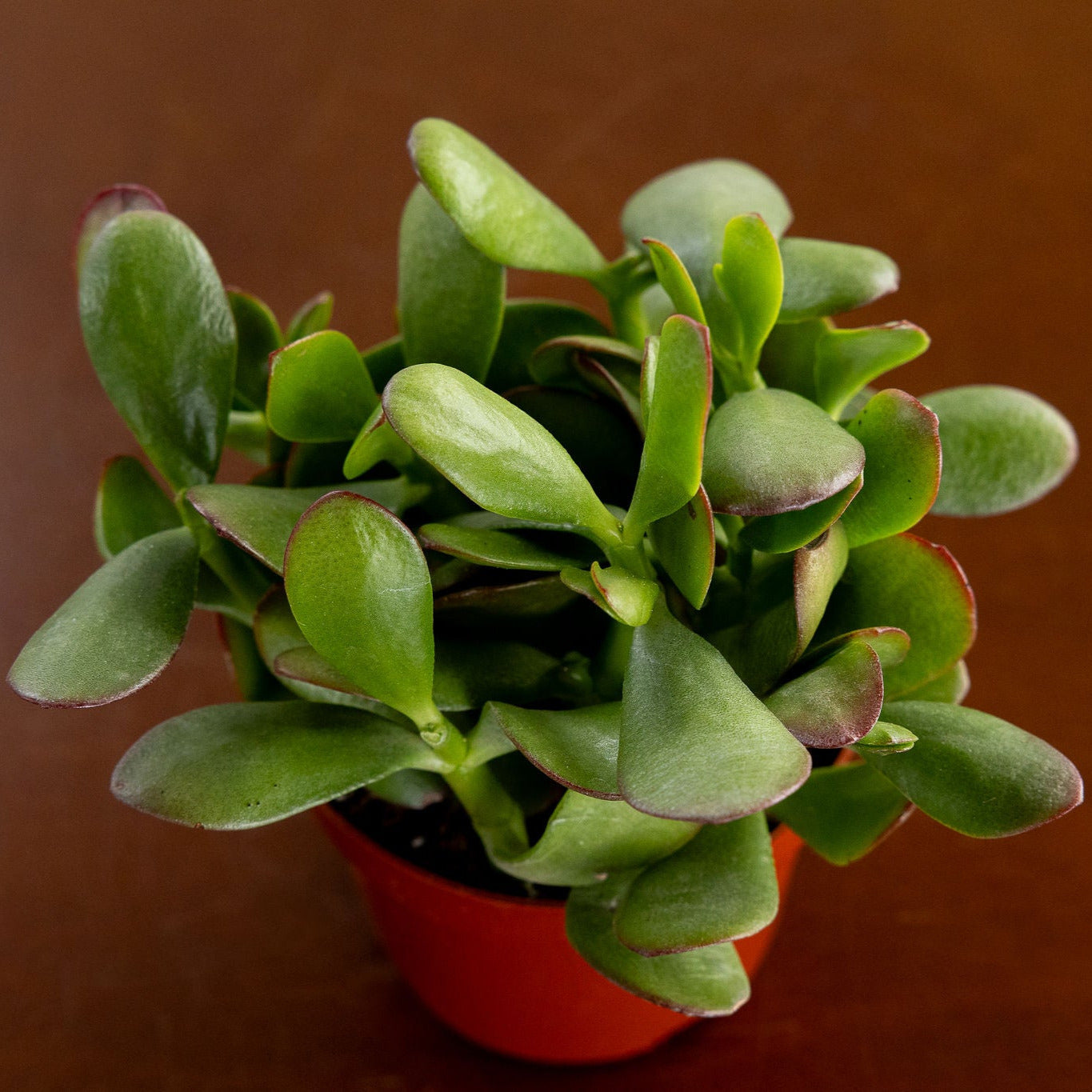 Jade Crassula