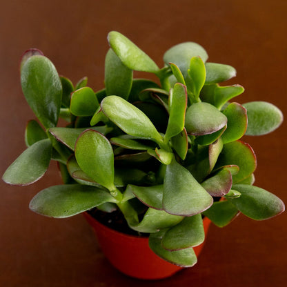 Jade Crassula