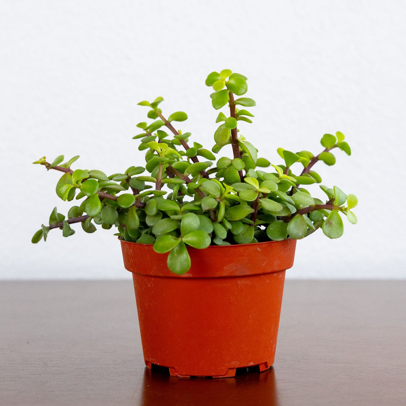 Jade Portulacaria