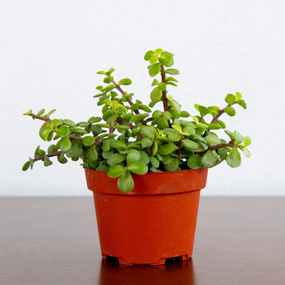 Jade Portulacaria