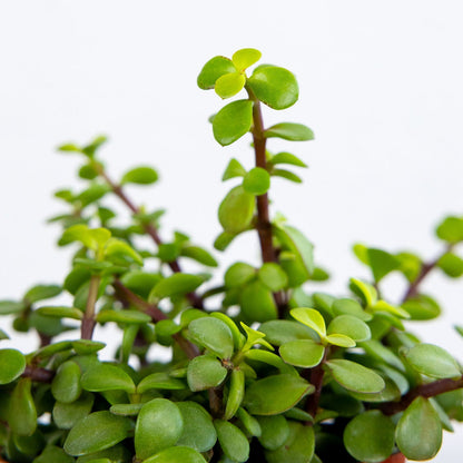 Jade Portulacaria