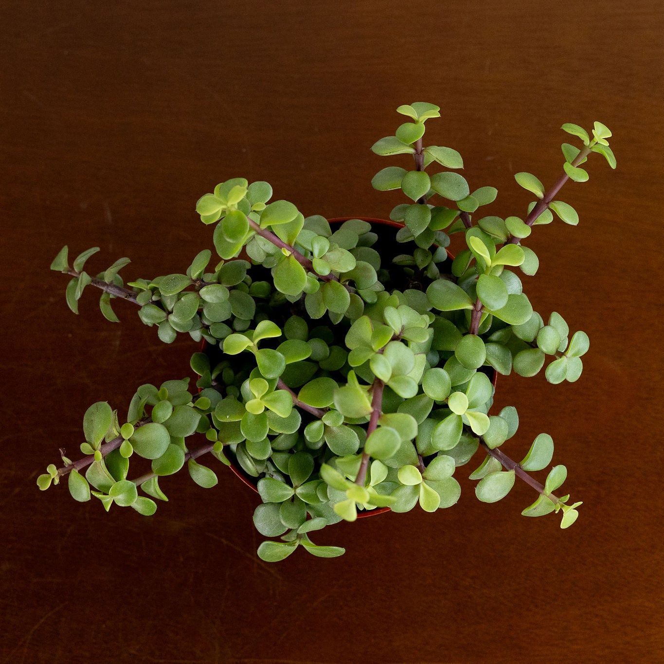 Jade Portulacaria
