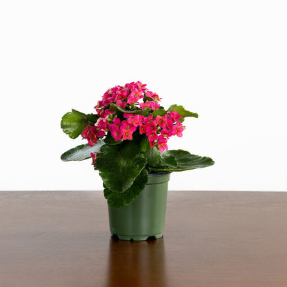 Kalanchoe, Blooming, Pink