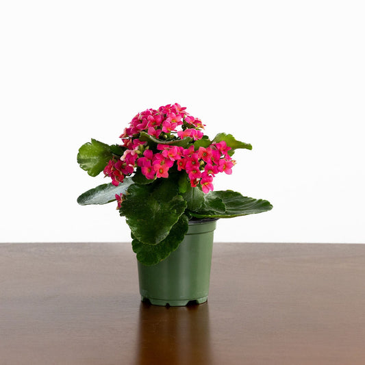Kalanchoe, Blooming, Pink