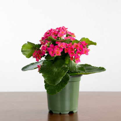 Kalanchoe, Blooming, Pink