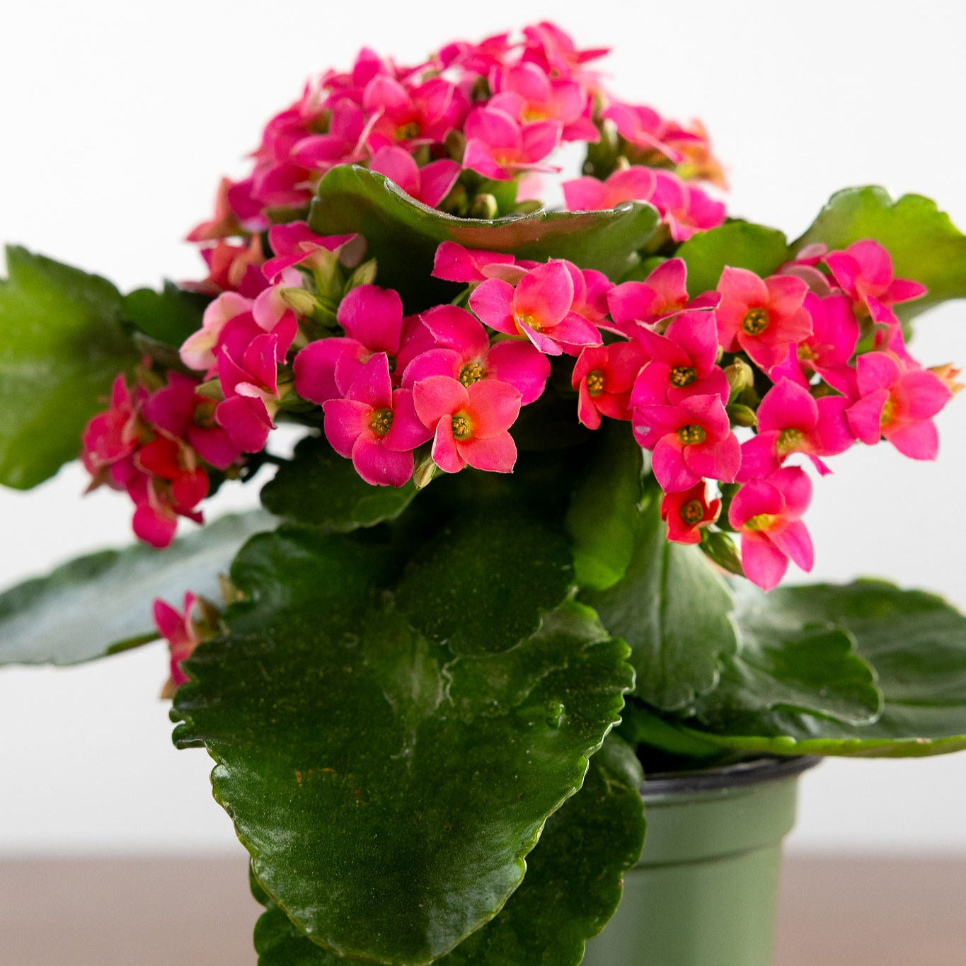 Kalanchoe, Blooming, Pink