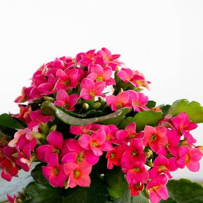 Kalanchoe, Blooming, Pink