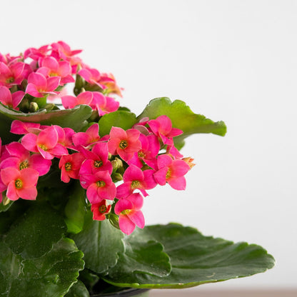 Kalanchoe, Blooming, Pink