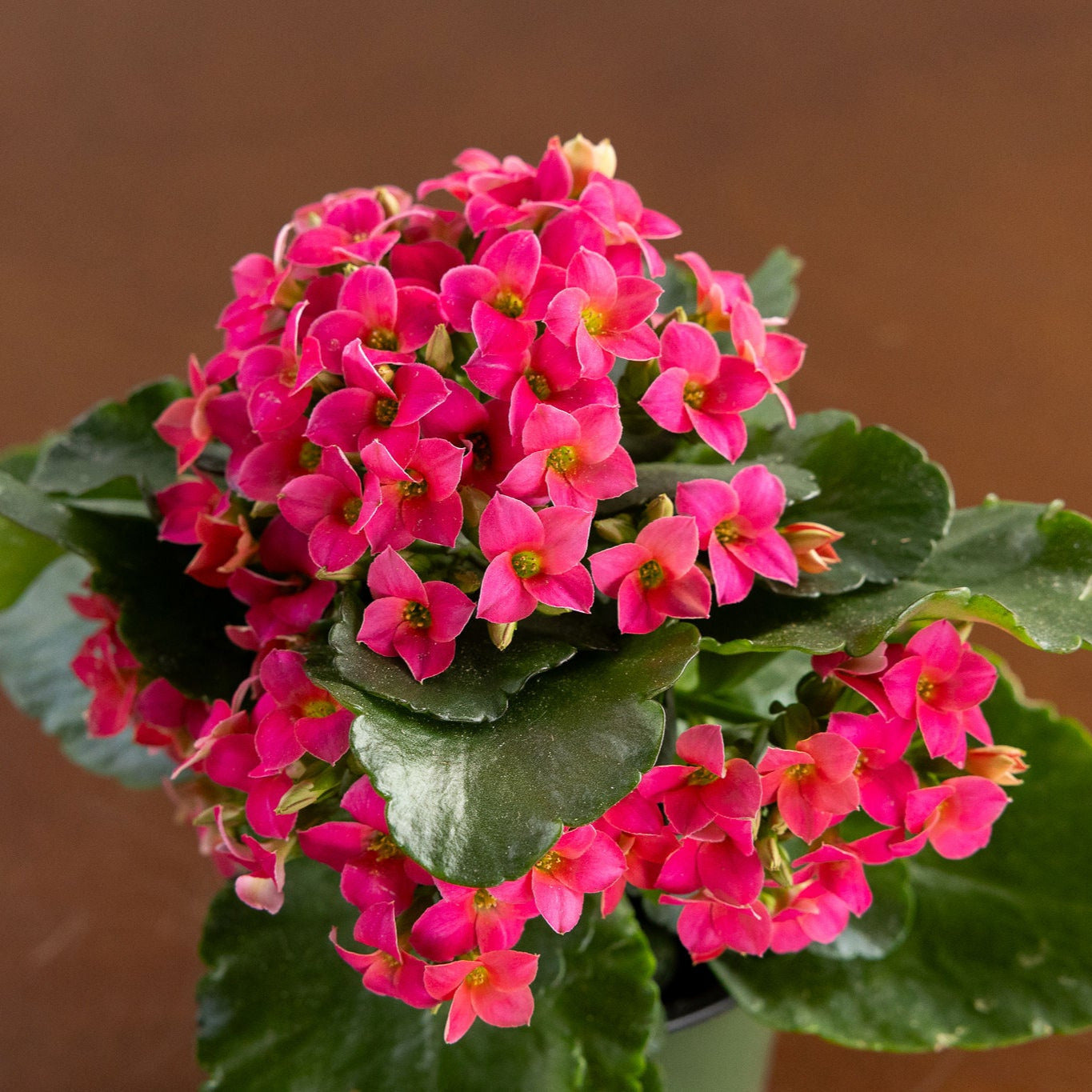 Kalanchoe, Blooming, Pink
