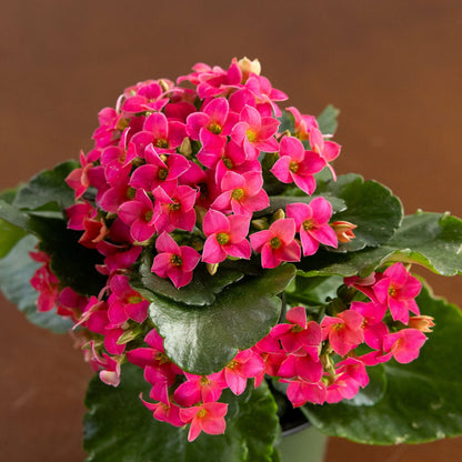 Kalanchoe, Blooming, Pink