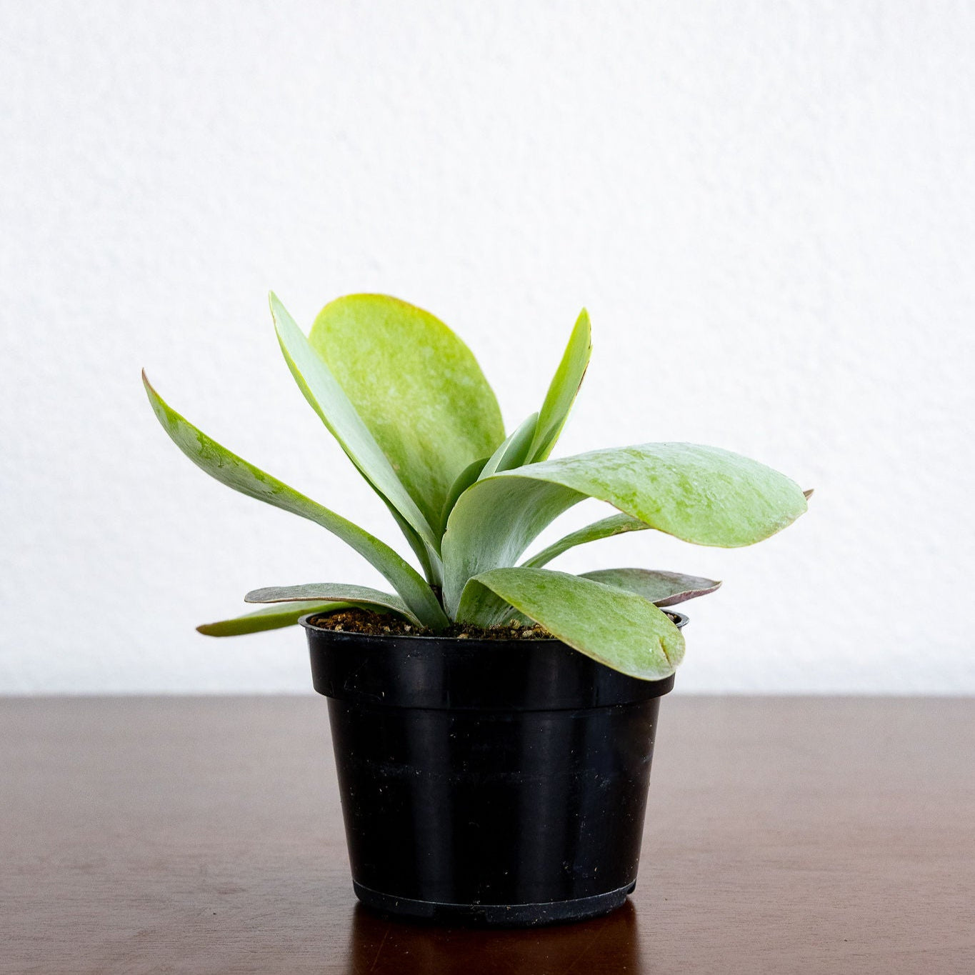 Kalanchoe Thyrsiflora