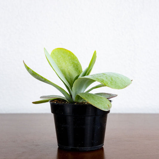 Kalanchoe Thyrsiflora