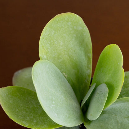 Kalanchoe Thyrsiflora