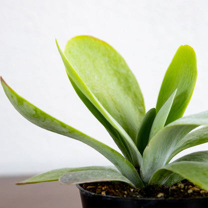 Kalanchoe Thyrsiflora