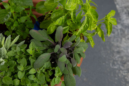 DIY - Mediterranean Herb Bundle