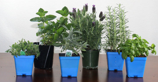 Mediteranean Herb Bundle