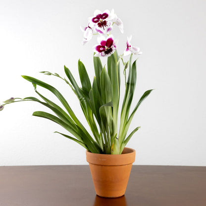 Orchid, Miltonia with a 4" Terracotta Pot