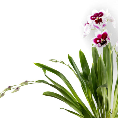 Orchid, Miltonia with a 4" Terracotta Pot