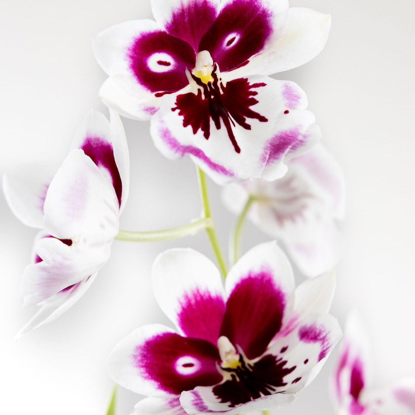 Orchid, Miltonia with a 4" Terracotta Pot