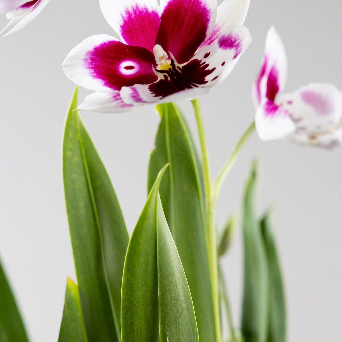 Orchid, Miltonia with a 4" Terracotta Pot